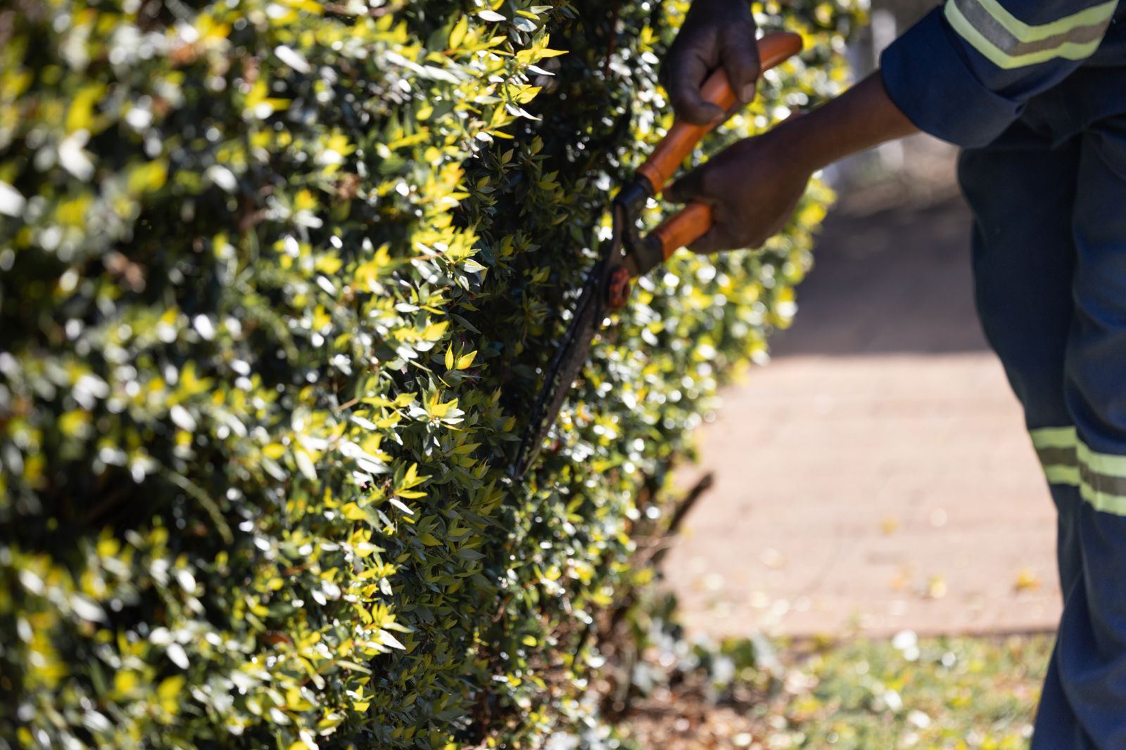 Hands trimming a hedge with garden shears