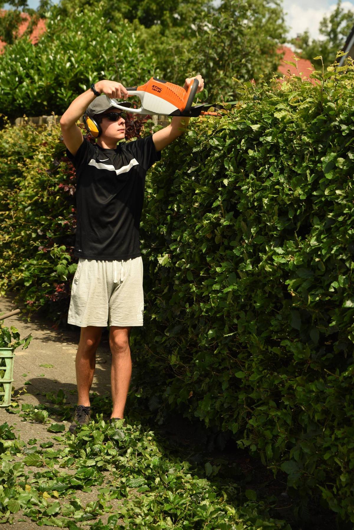 Gardener shaping a tall hedge with a power trimmer