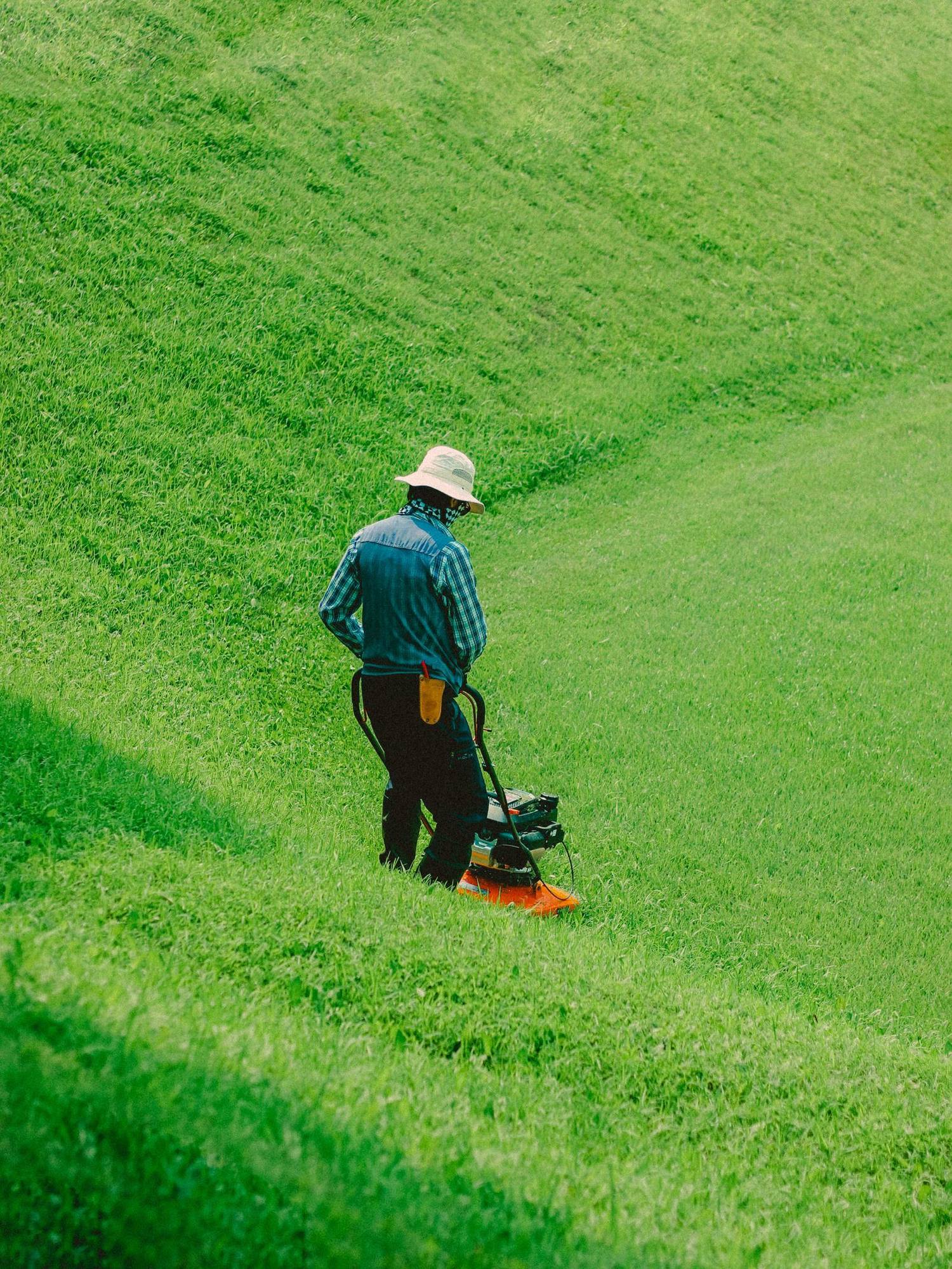 Gardener mowing a wide green lawn on a sunny day, seen from behind